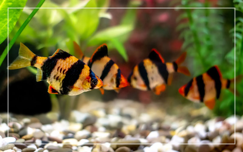 Everything You Need To Know About TheTiger Barb Male Or Female